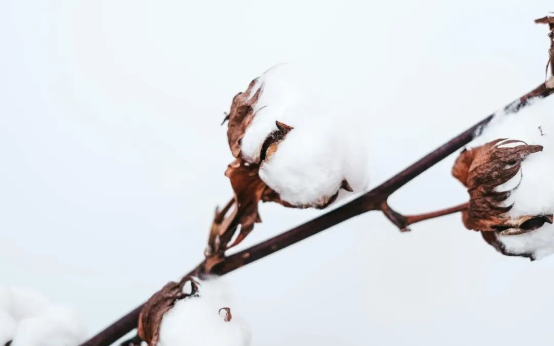 interfiliere Shanghai上海国际贴身时尚原辅料展 interfiliere Shanghai上海国际贴身时尚原辅料展