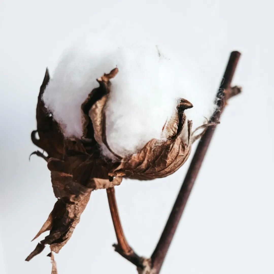 interfiliere Shanghai上海国际贴身时尚原辅料展 interfiliere Shanghai上海国际贴身时尚原辅料展